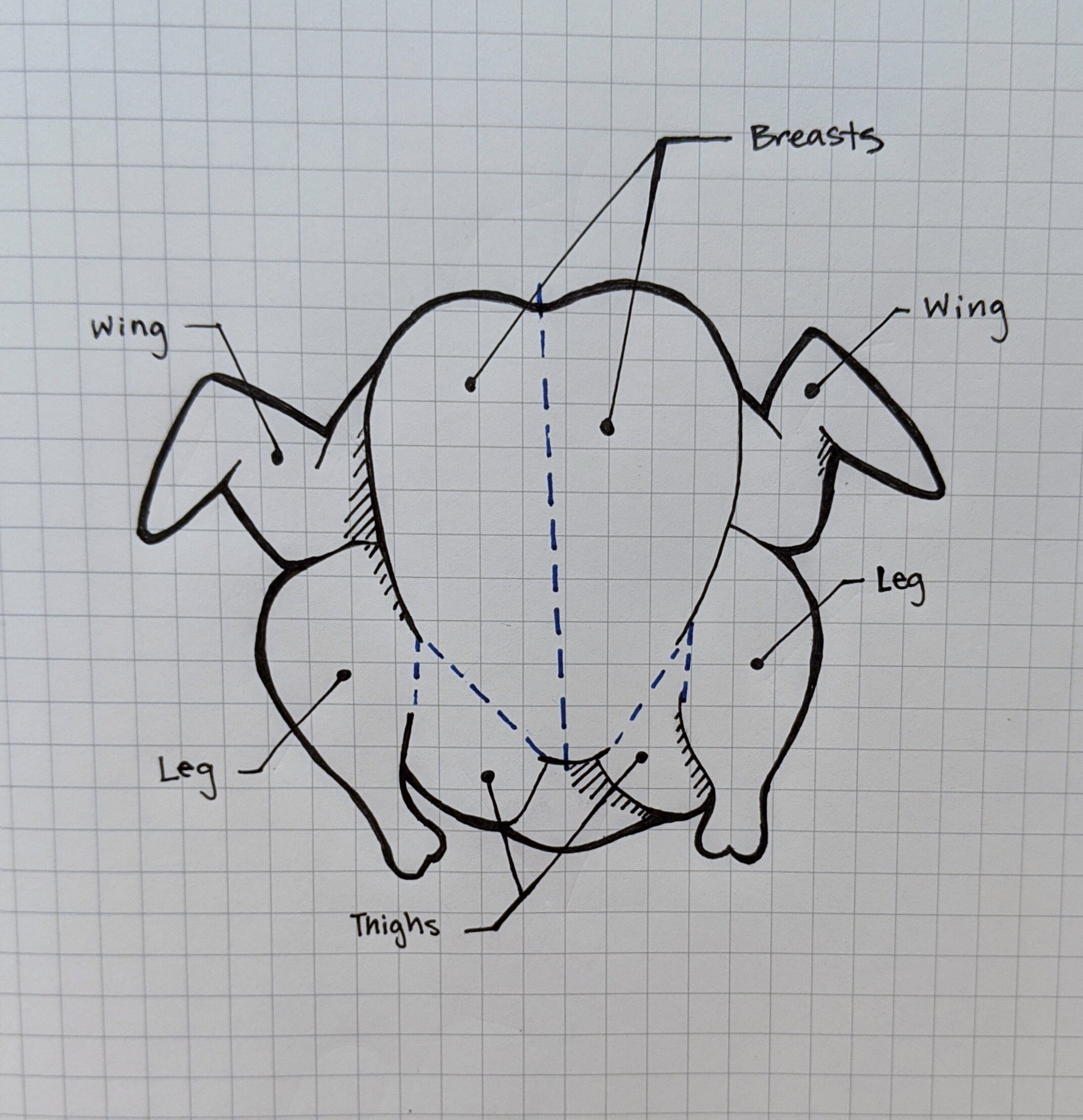 chicken sketch.jpg